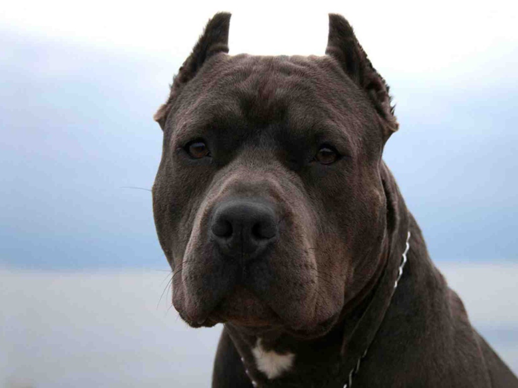 Серьезный взгляд питбуля
