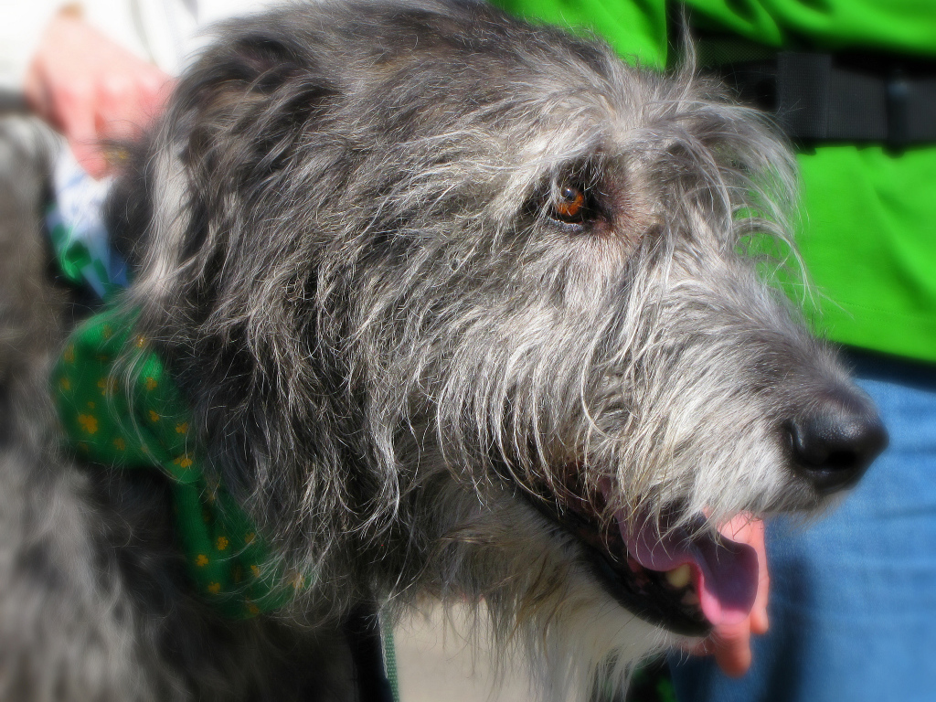 Лохматый ирландский волкодав