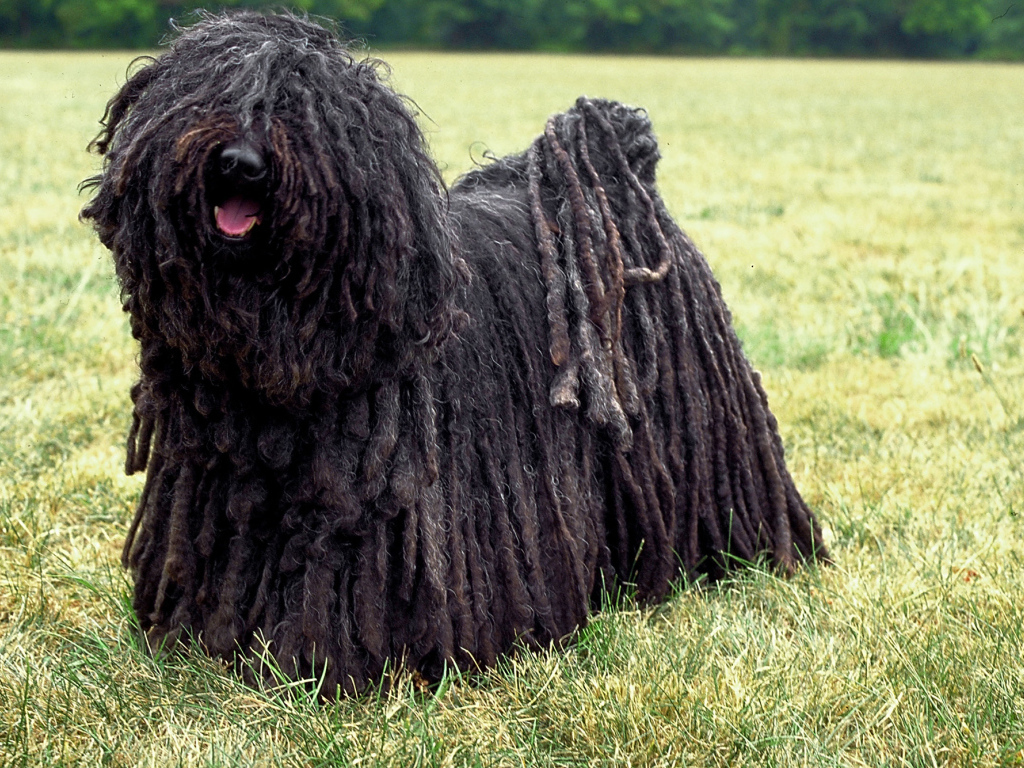 Лохматый комондор во всей красе