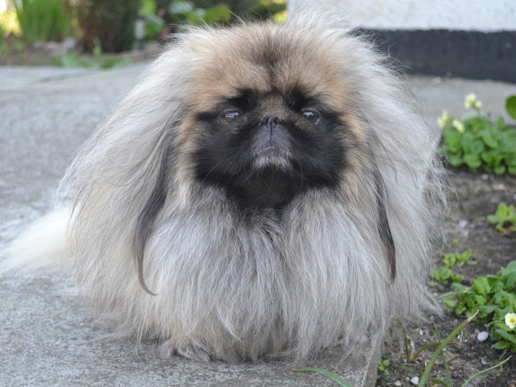 Лохматый пекинес на прогулке