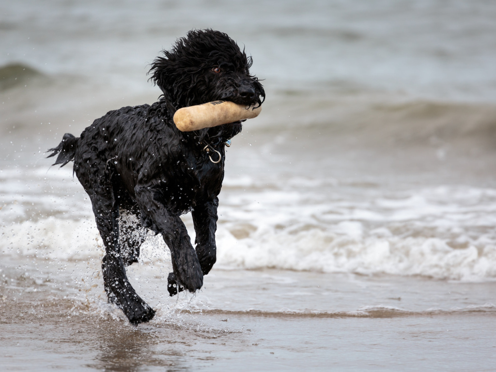 Лохматый барбет на пляже