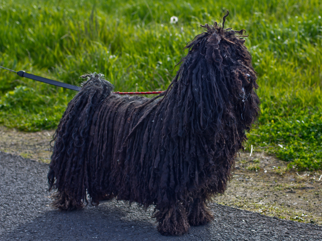 Лохматый черный комондор