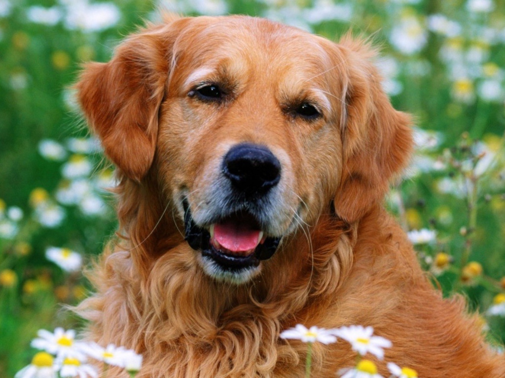 Лохматый золотой ретривер