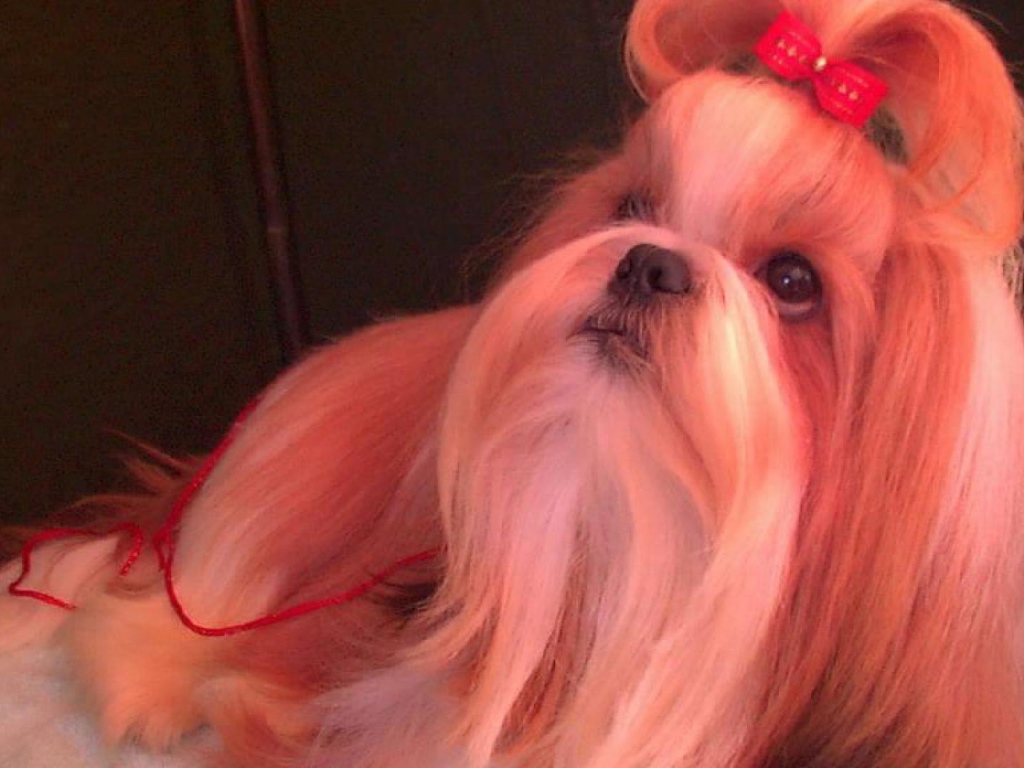 Собака шитцу с бантом