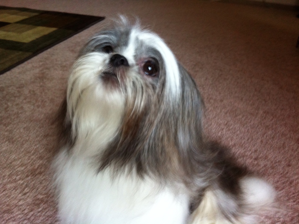 Шитцу смотрит вверх