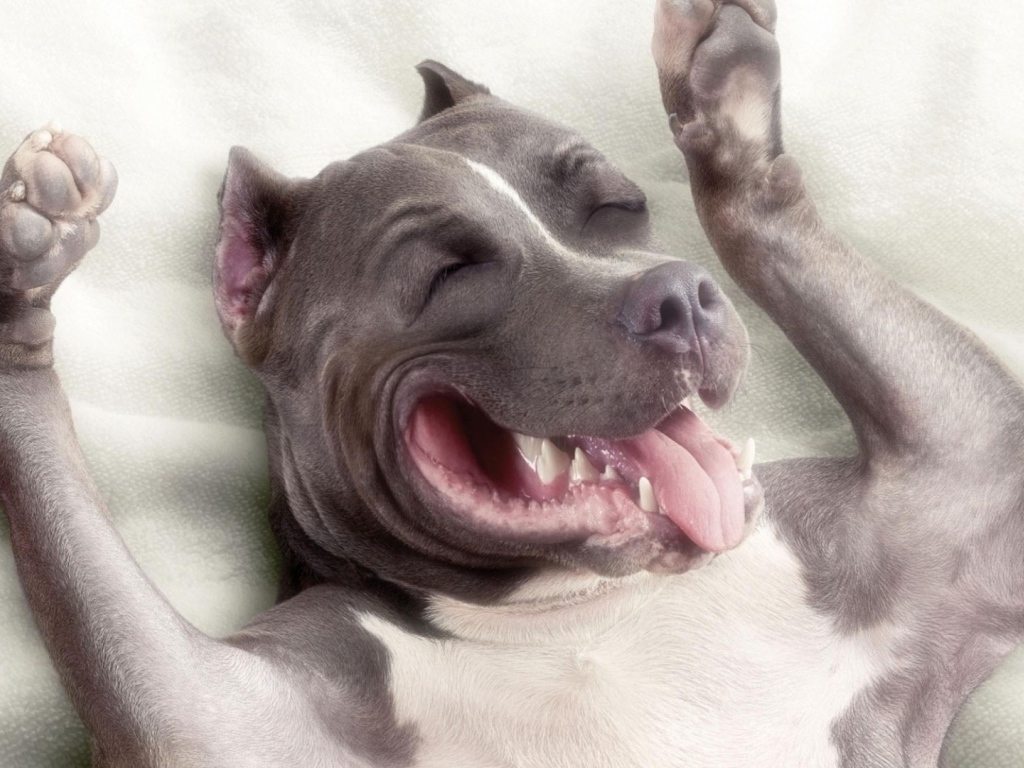 Спящий пес питбуль