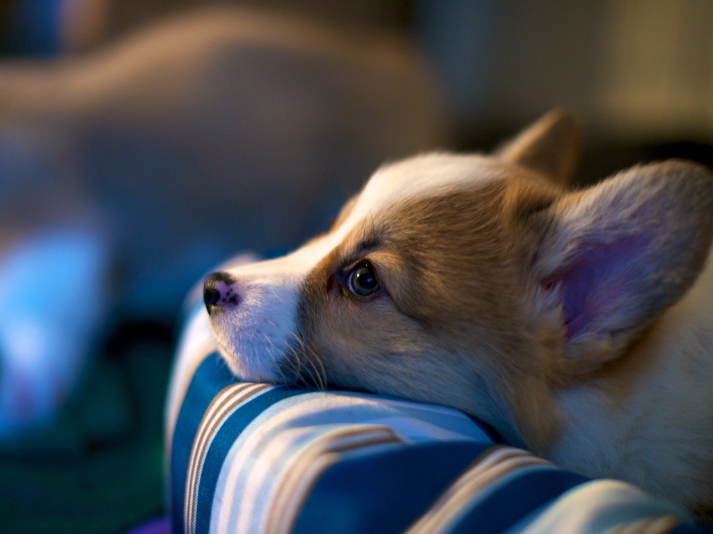 Заспанный пес вельш-корги