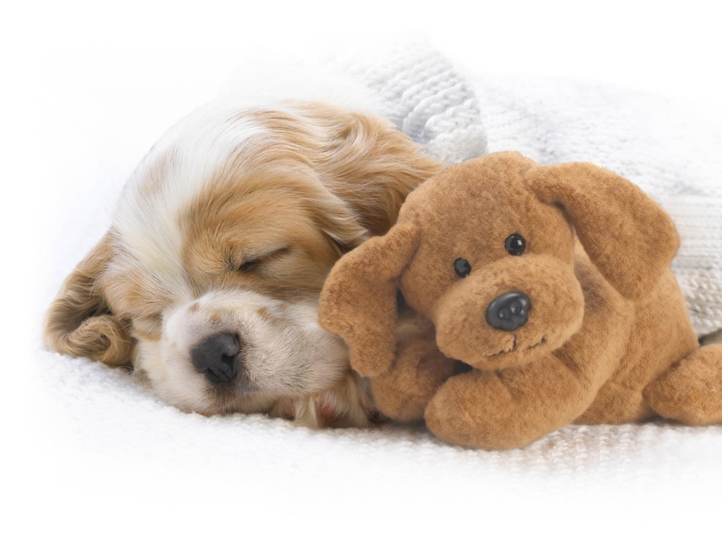 Собака с игрушкой