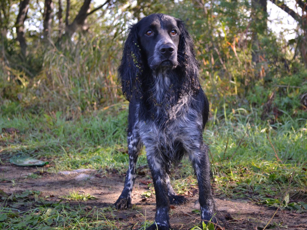 Spaniel hound in the woods