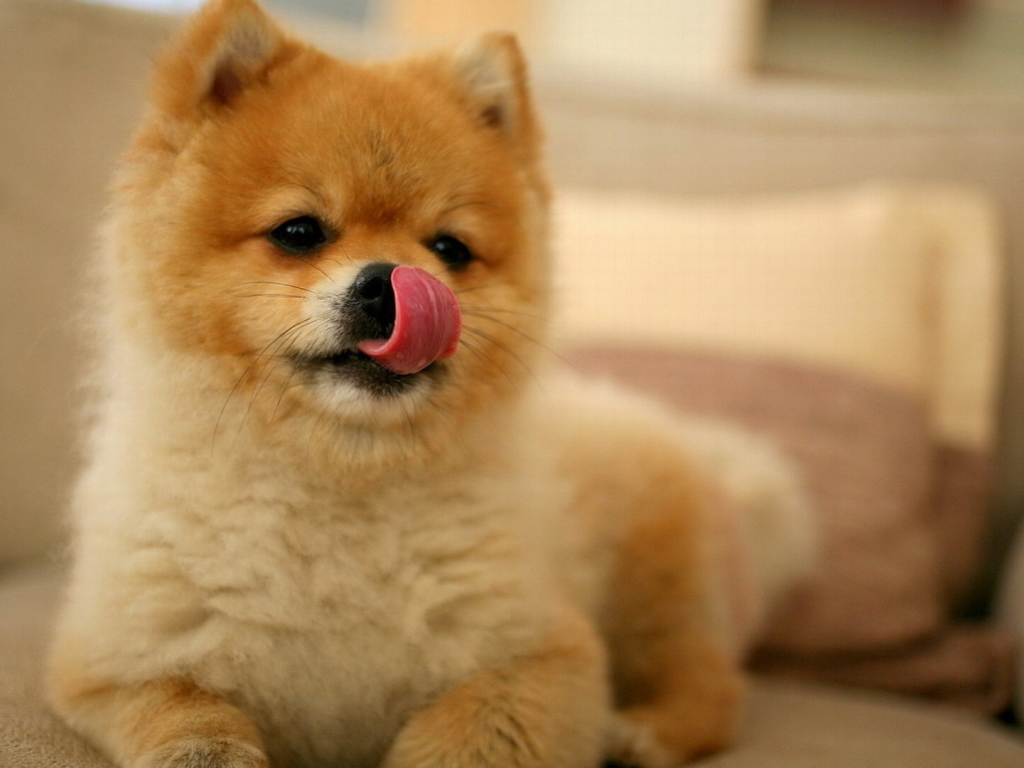 Шпиц облизывает нос