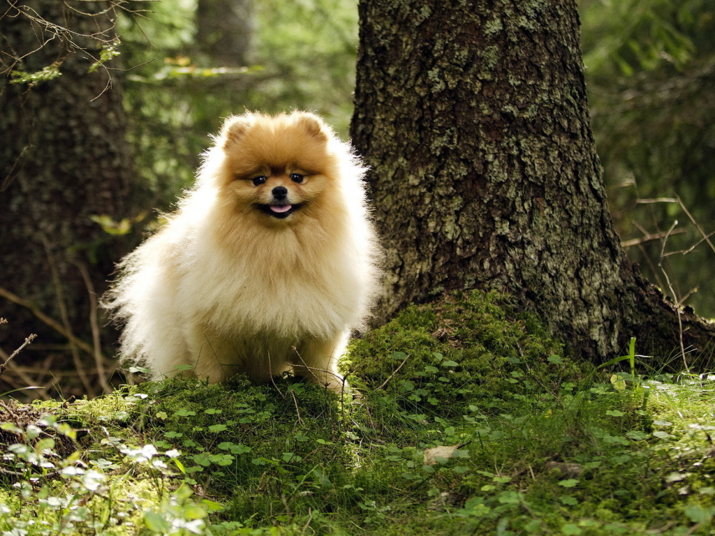 Шпиц гуляет в лесу