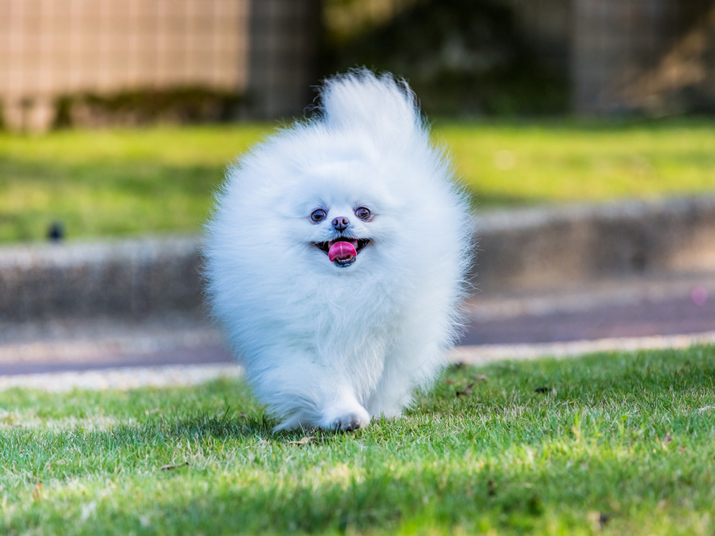 Шпиц белое облако