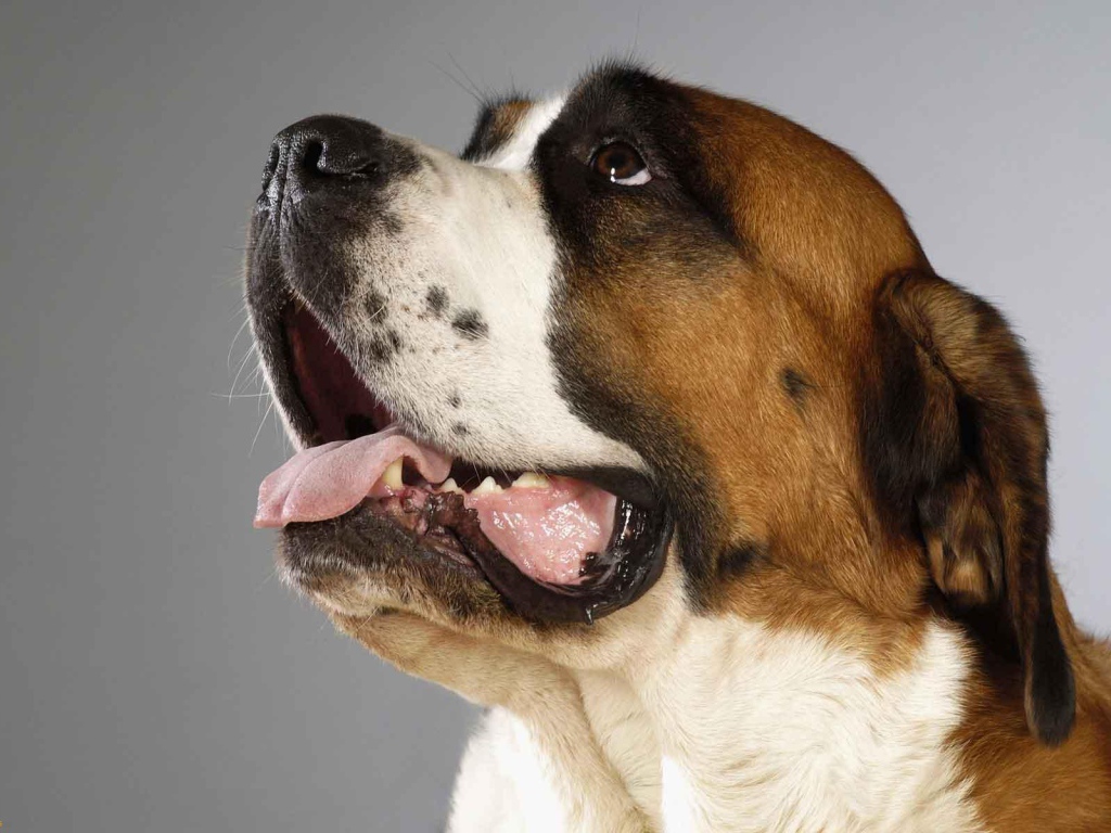 Пасть собаки сенбернара