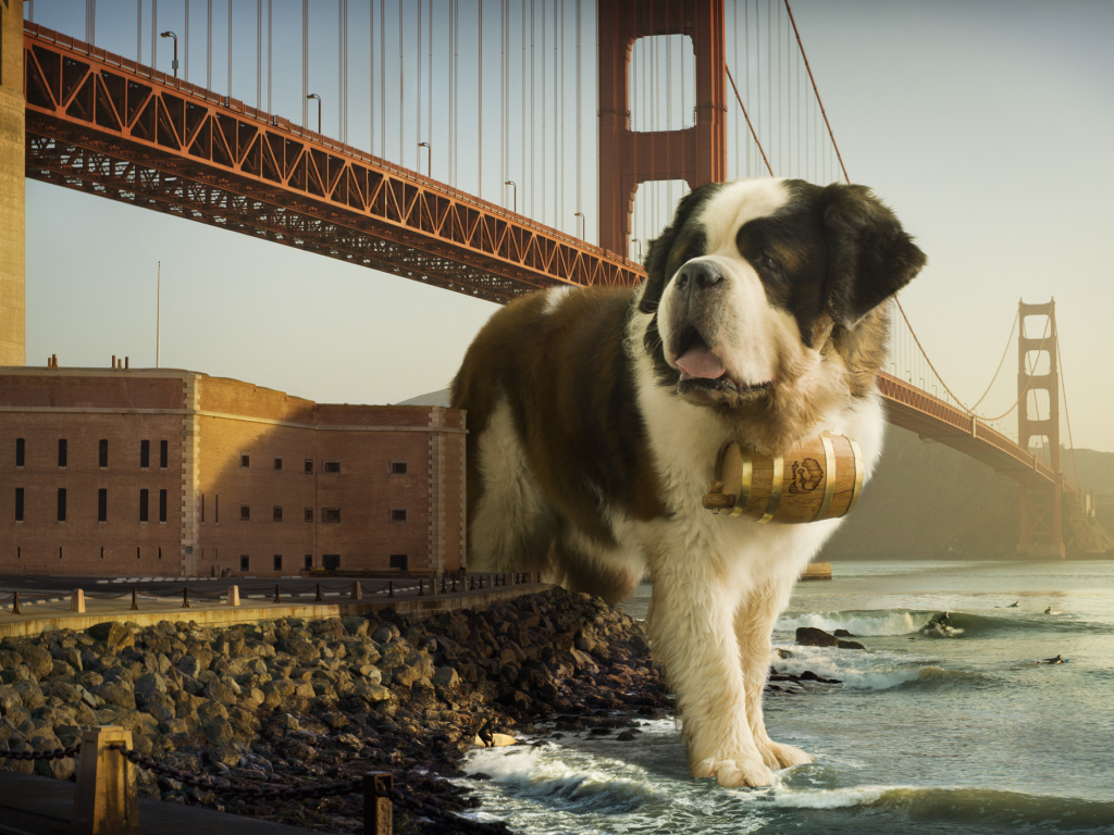 Сенбернар в Сан-Франциско