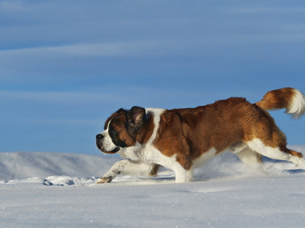 Сенбернар в сугробе