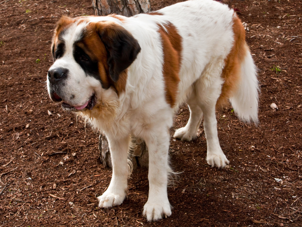 Сенбернар на земле