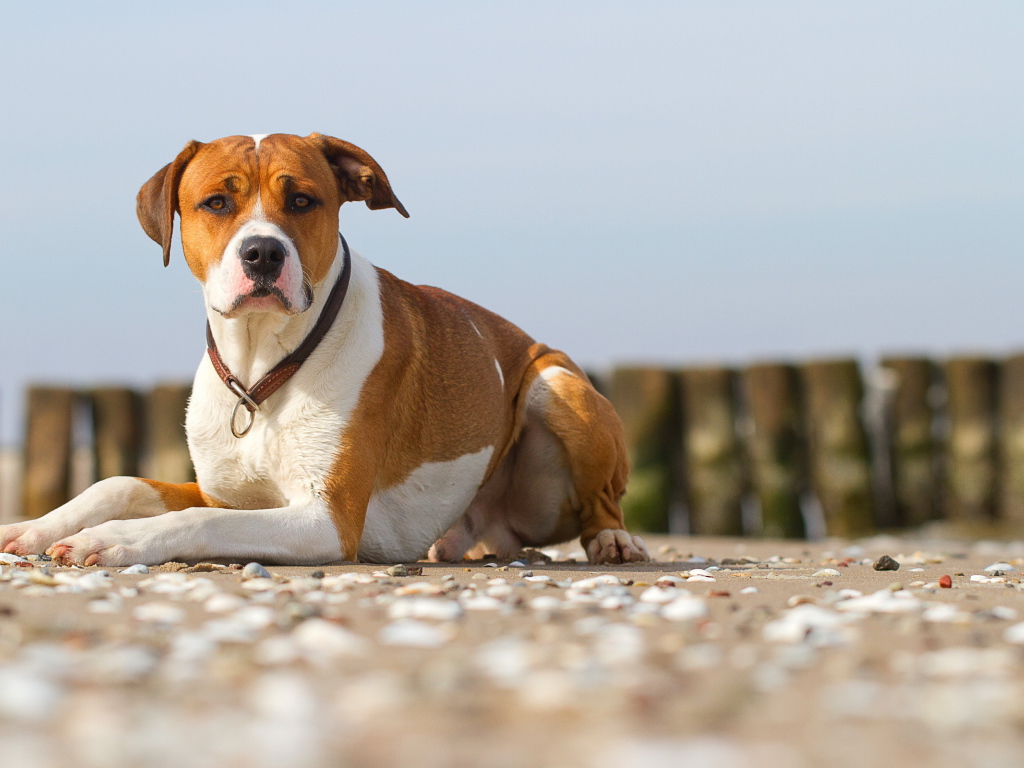 Строгий взгляд пса