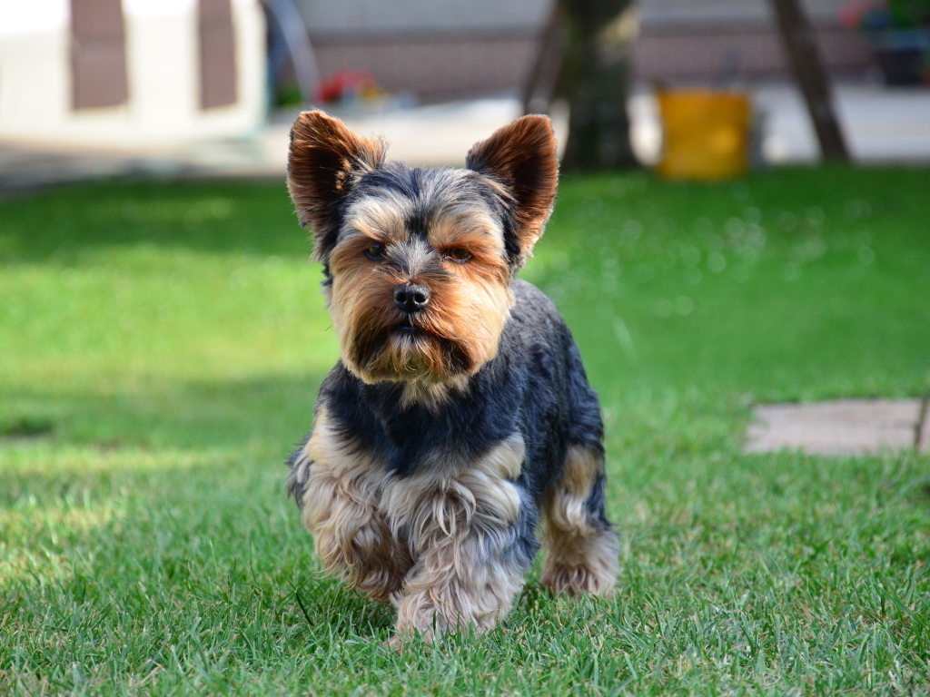 Строгий йоркширский терьер
