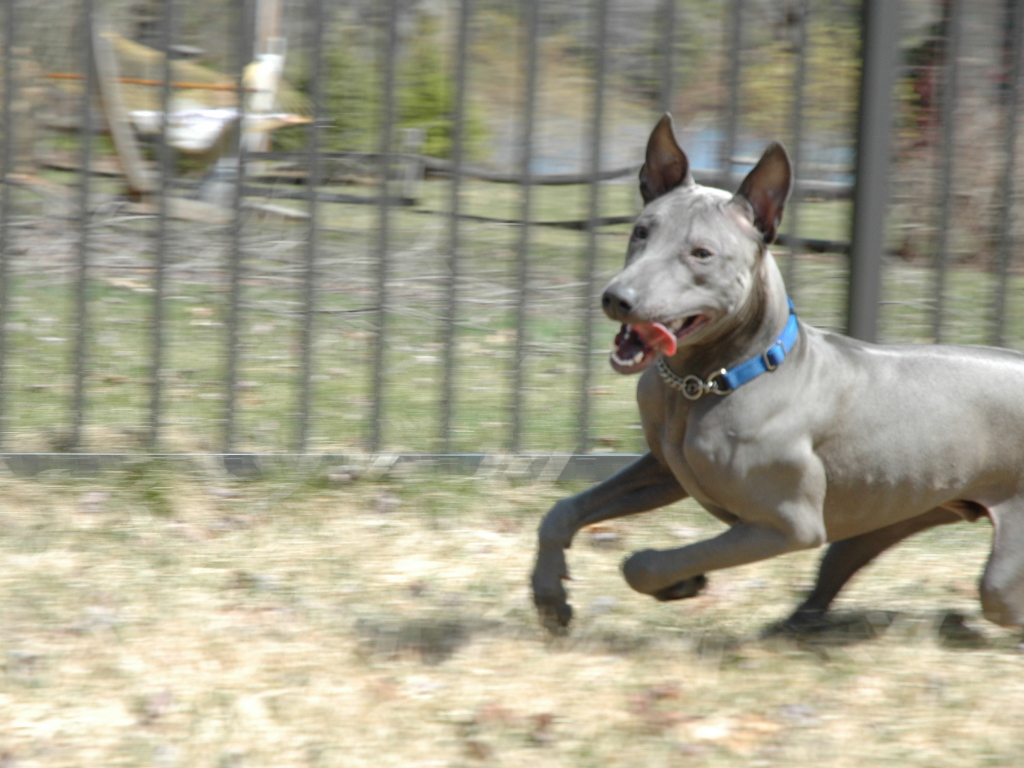 Стремительный тайский риджбек