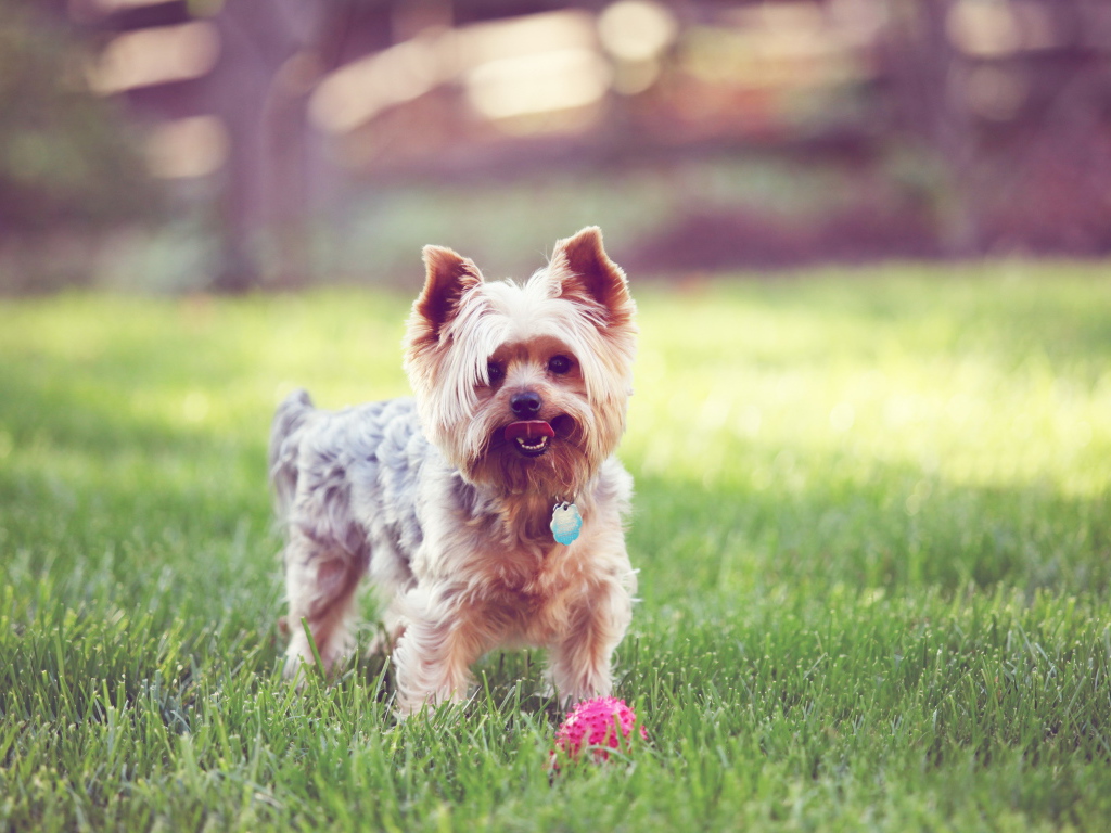 Терьер с мячиком на траве