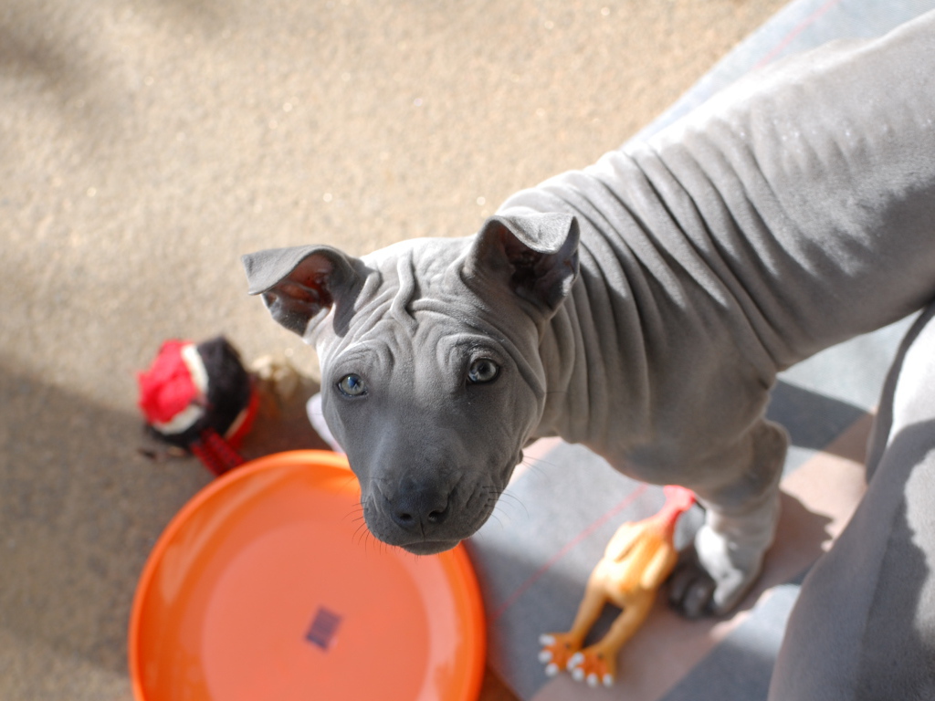 Тайский риджбек просит кушать