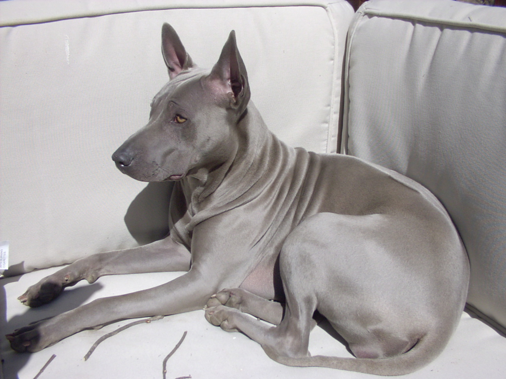 Тайский риджбек на диване