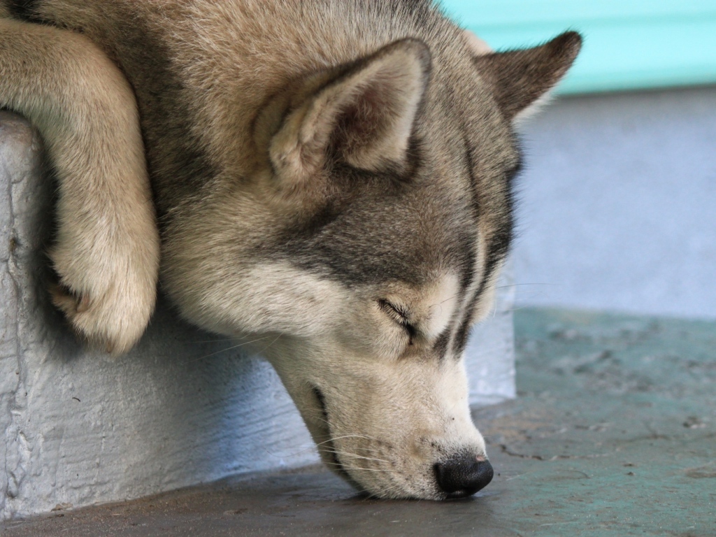 Собака Хаски спит