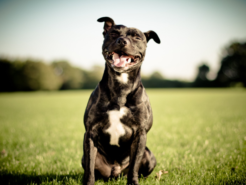 Питбуль улыбается