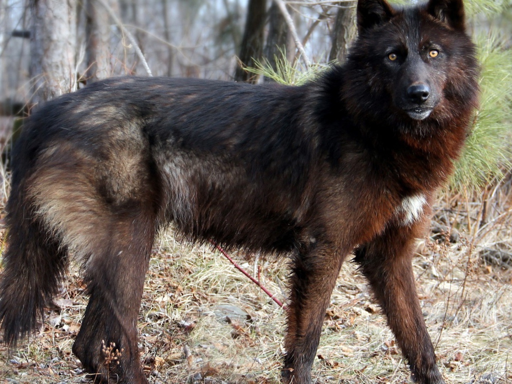 Дикая собака