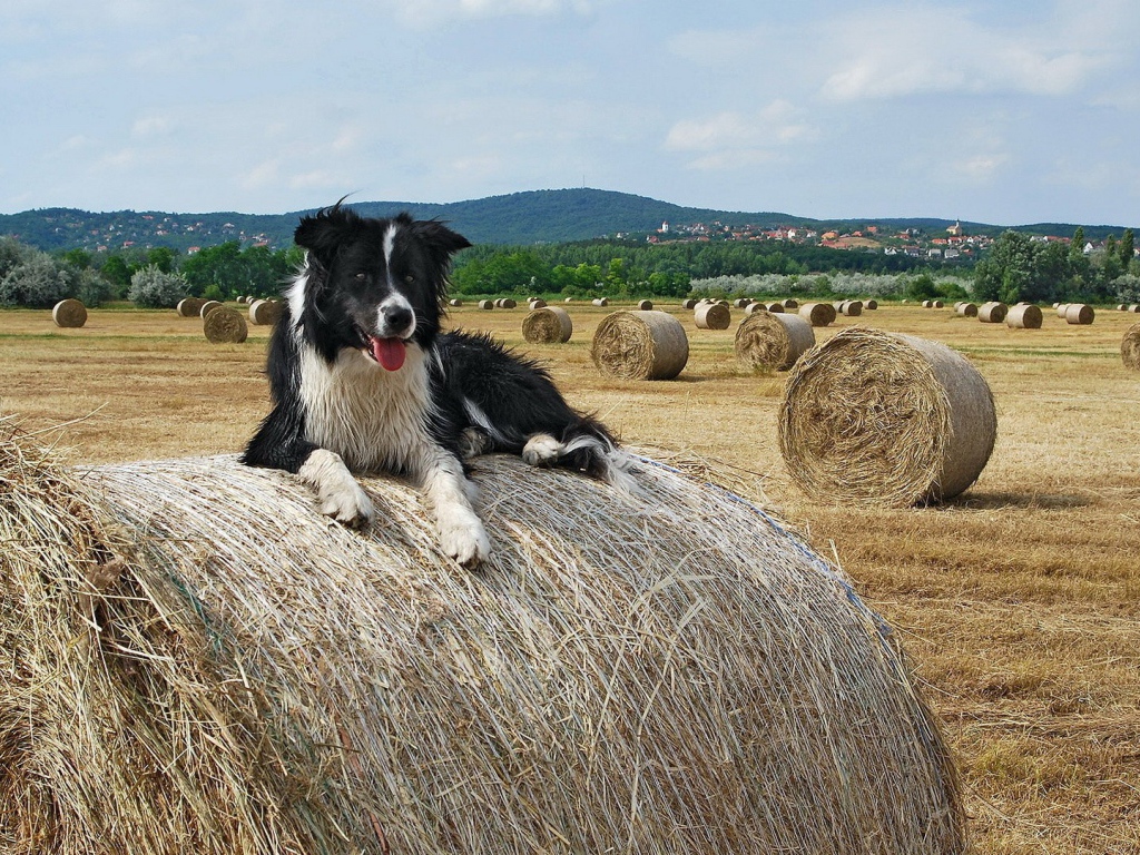 Собака на сене