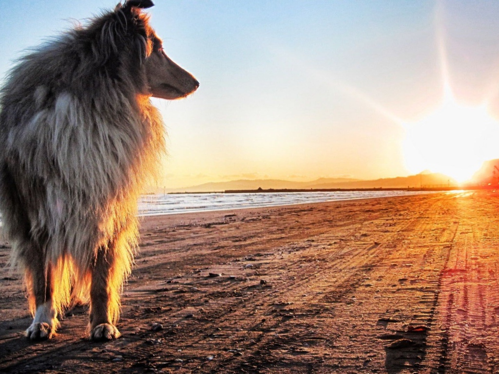 Собака смотрит на закат