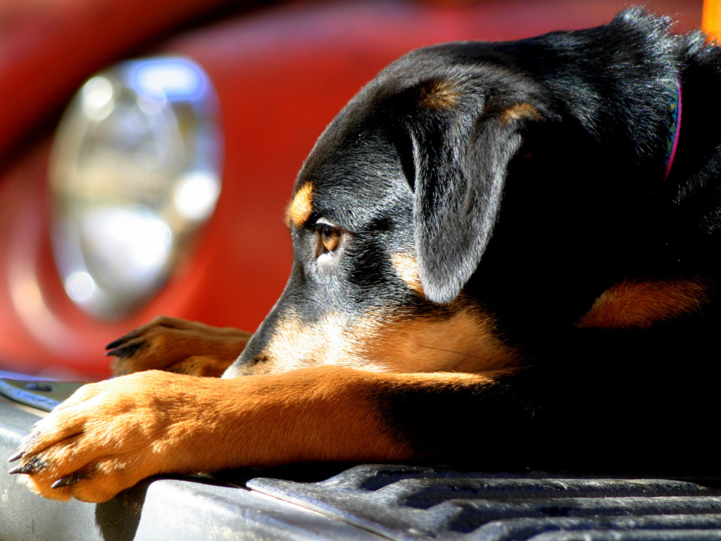 Собака на бампере