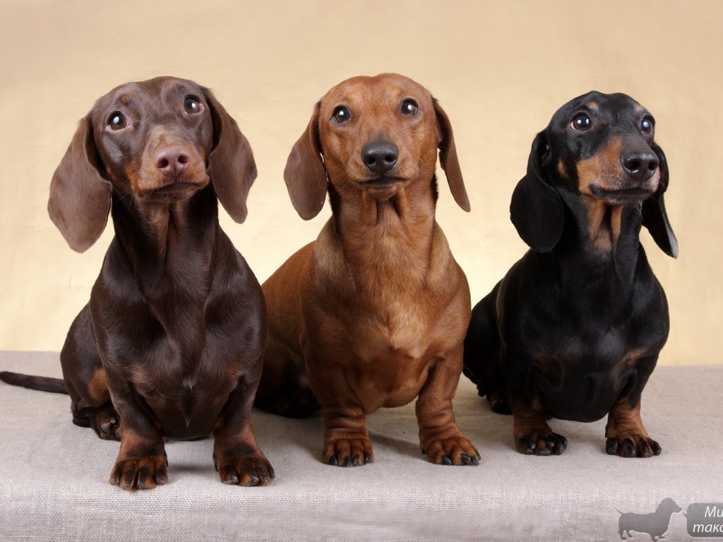 Three dachshund looking up