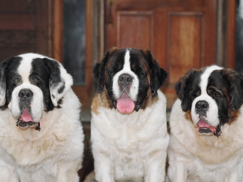Три больших сенбернара