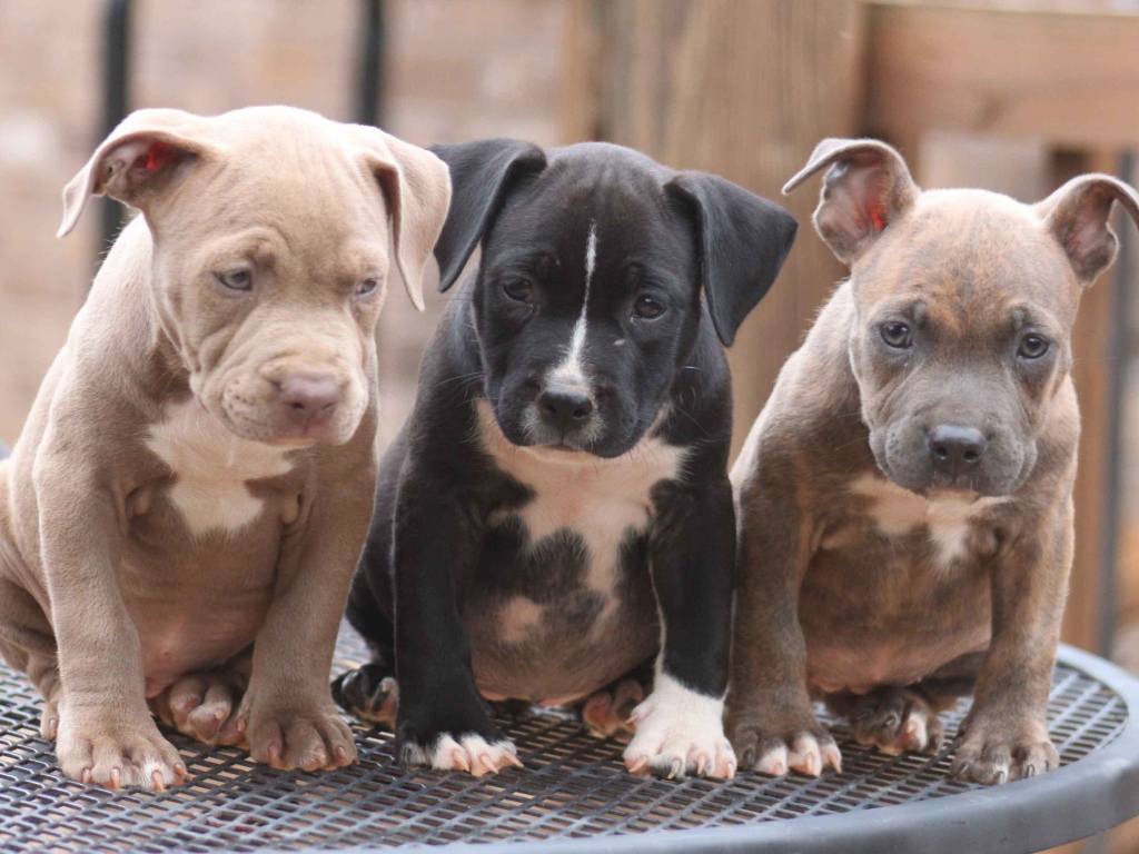 Три щенка питбуля