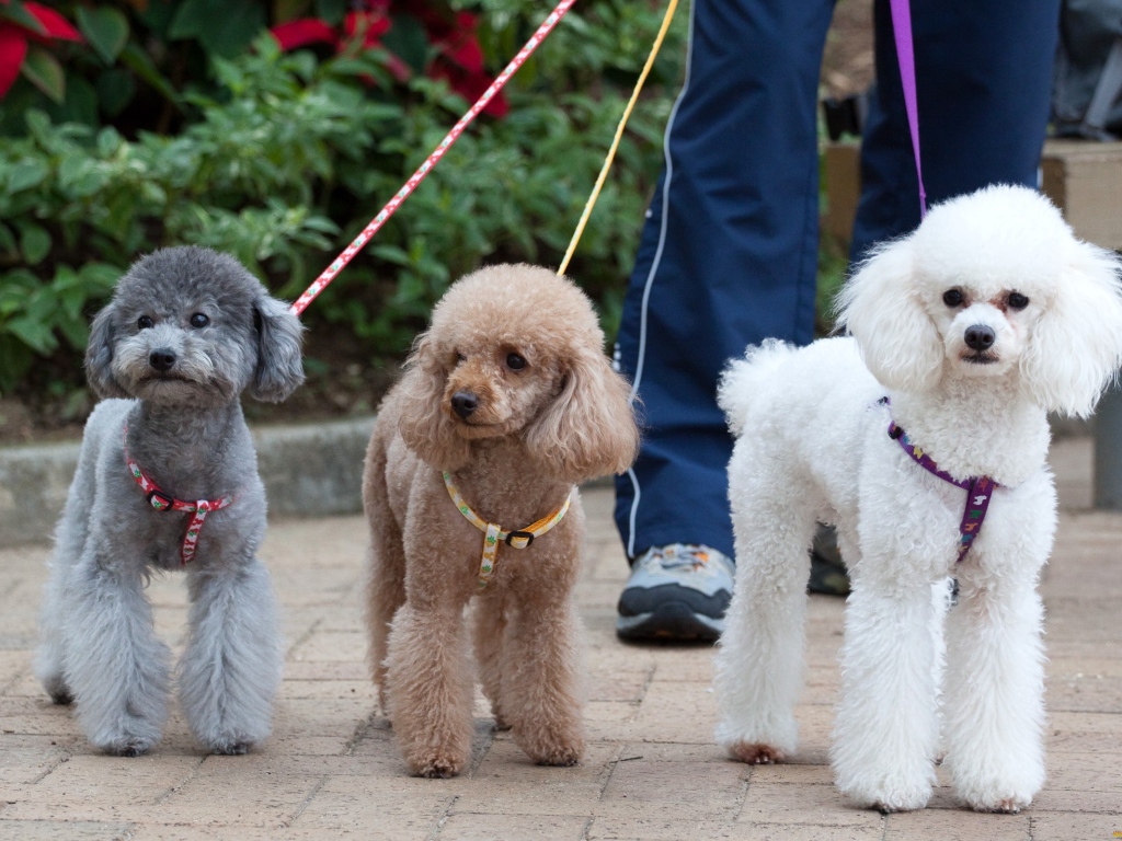 Три пуделя на прогулке