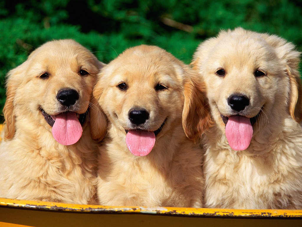 Три щенка ретривера