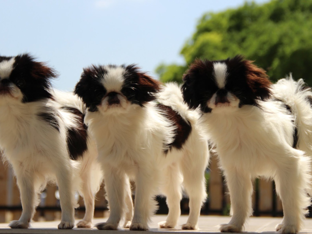 Тройка собак японский хин