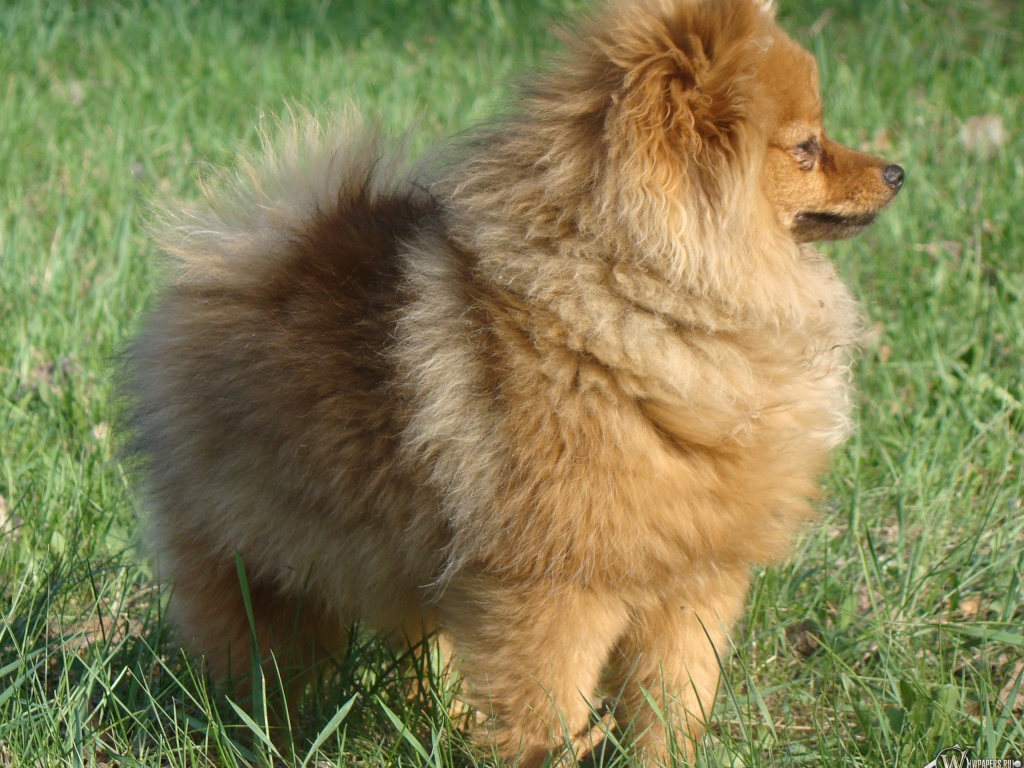 Упитанный шпиц на траве