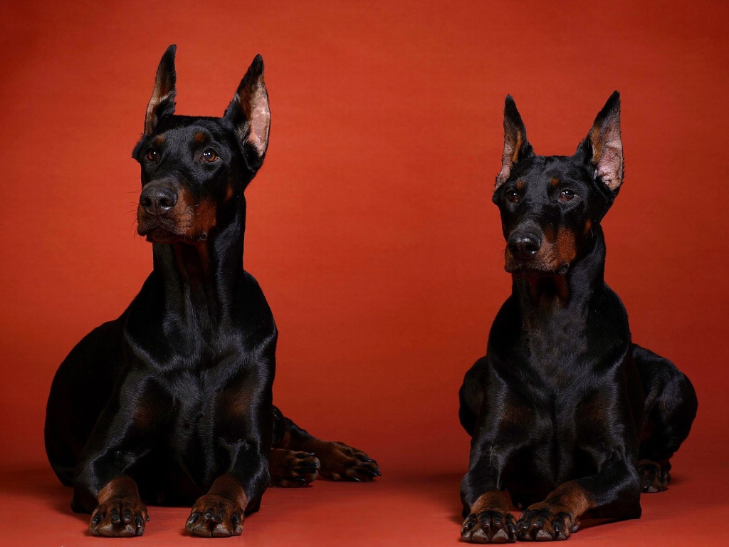 Два добермана на красном фоне