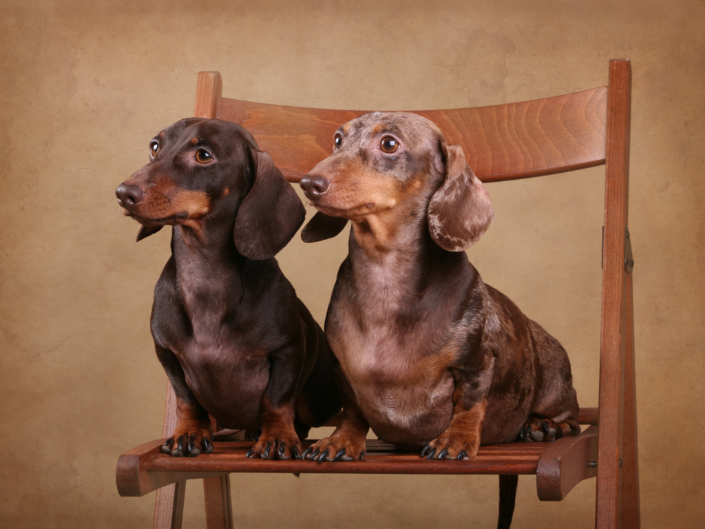 Две таксы на стуле