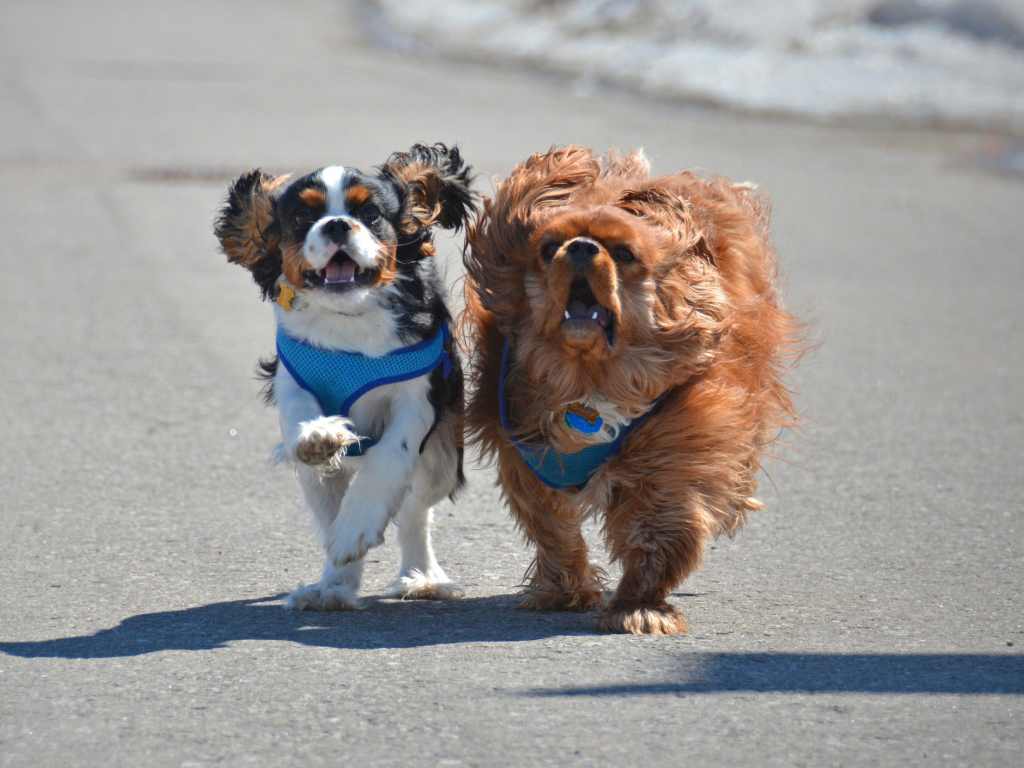 Две собаки кавалер кинг чарльз спаниель на пляже