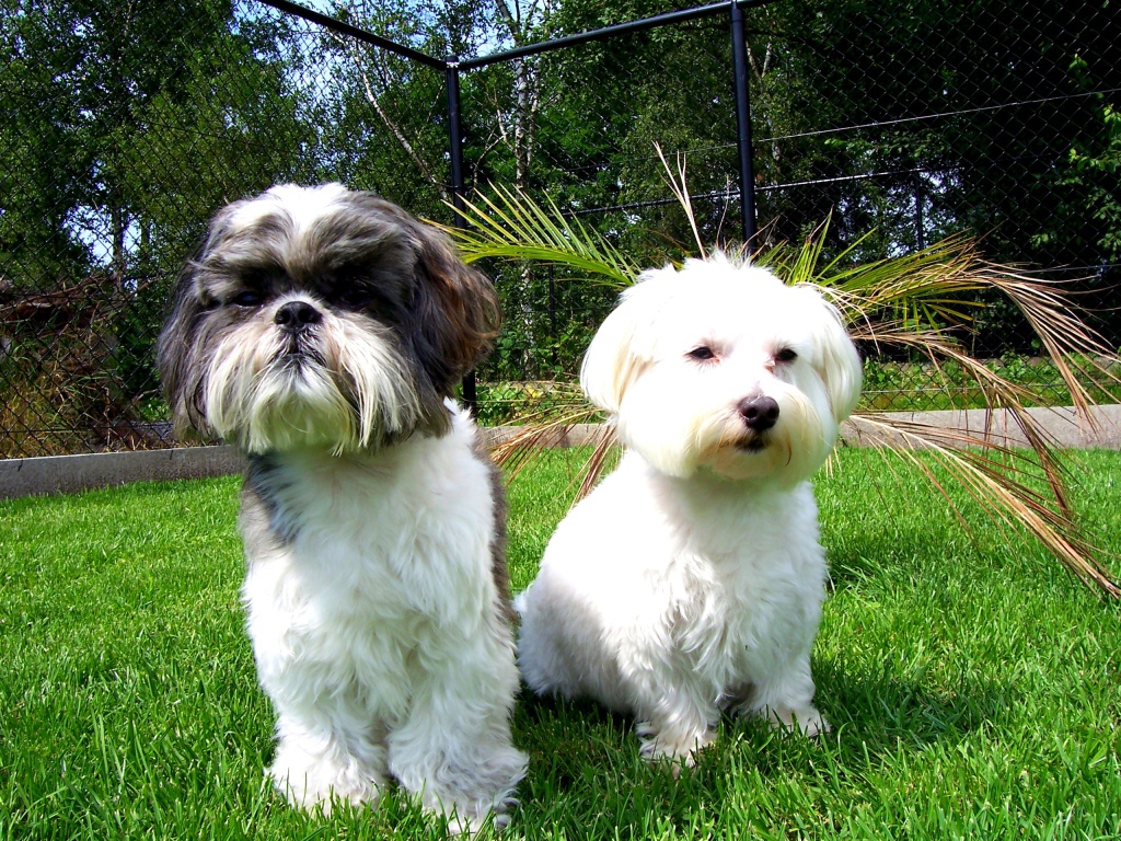 Две маленьких собаки шитцу