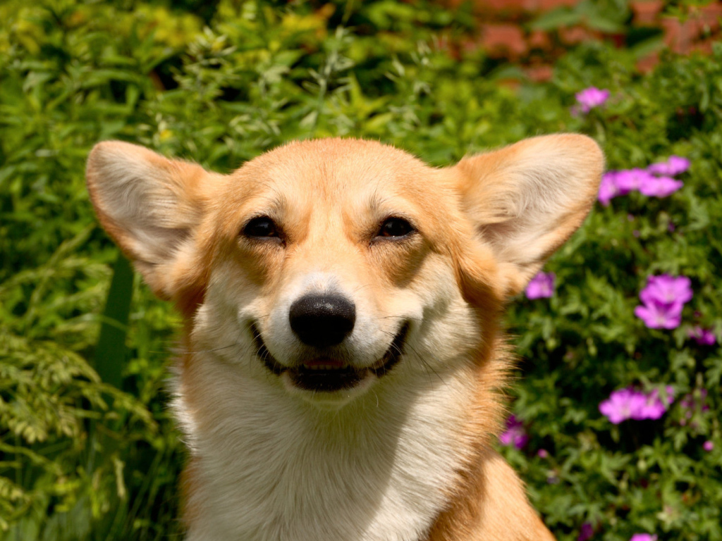 Улыбающаяся вельш-корги