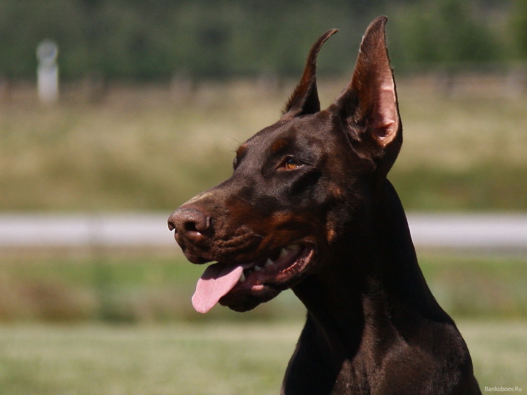 Красивый доберман