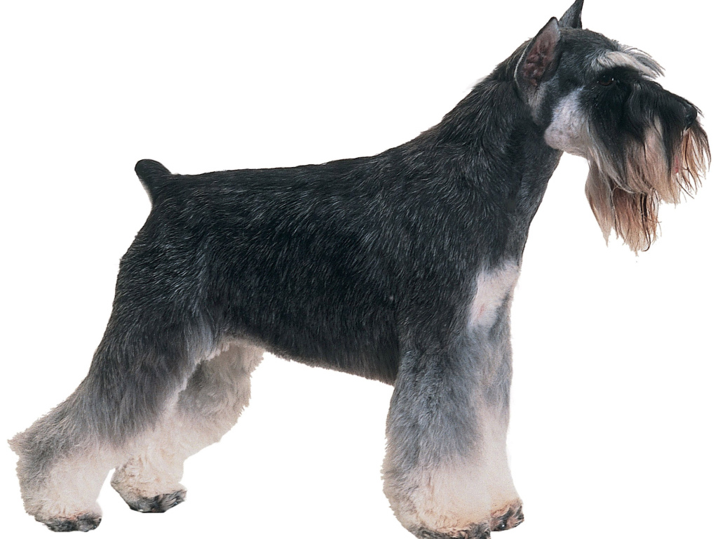 Обои с собакой шнауцером