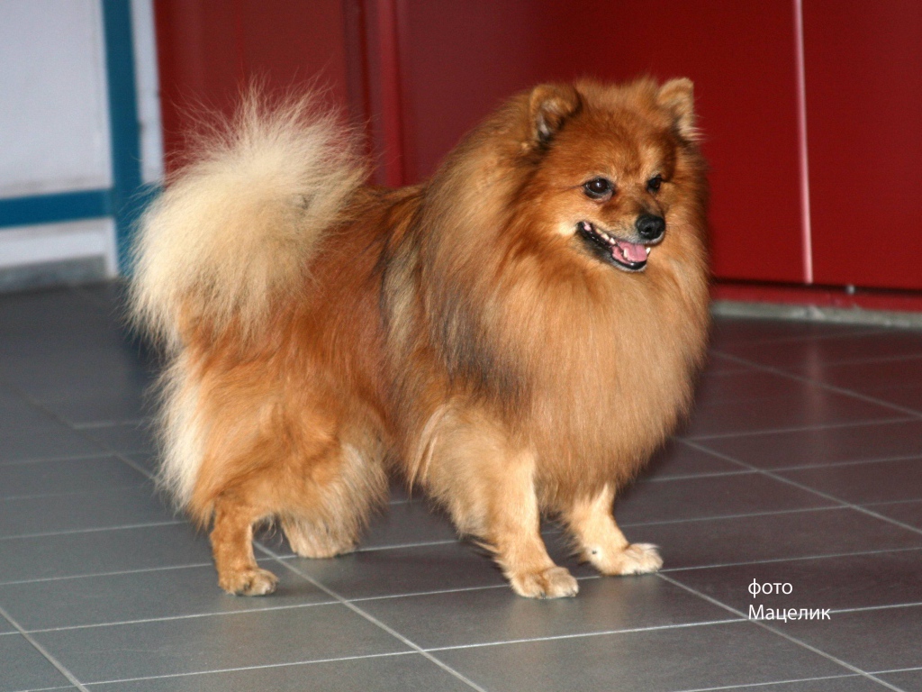 Ухоженный немецкий шпиц