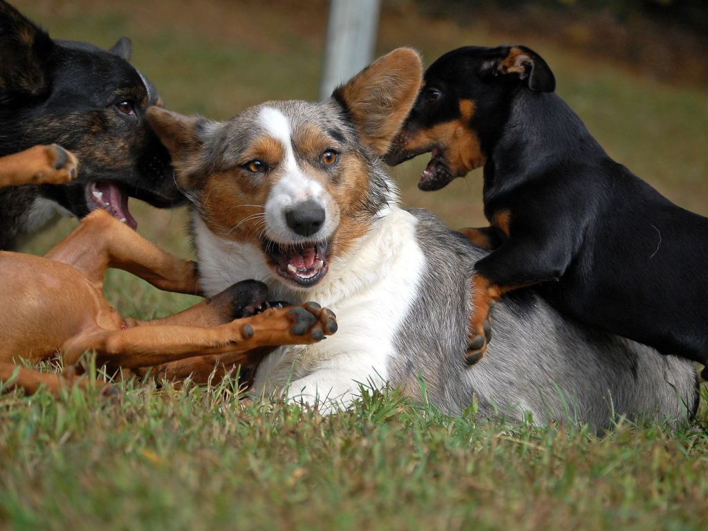 Вельш-корги играет с собаками