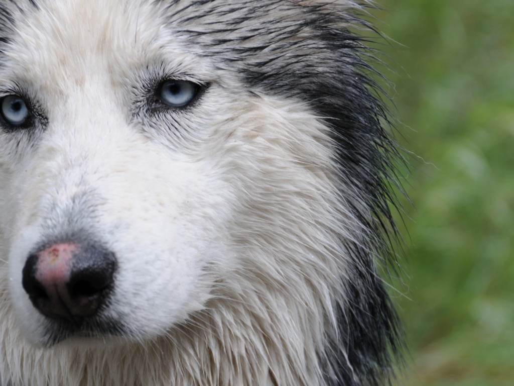 Мокрая собака лайка