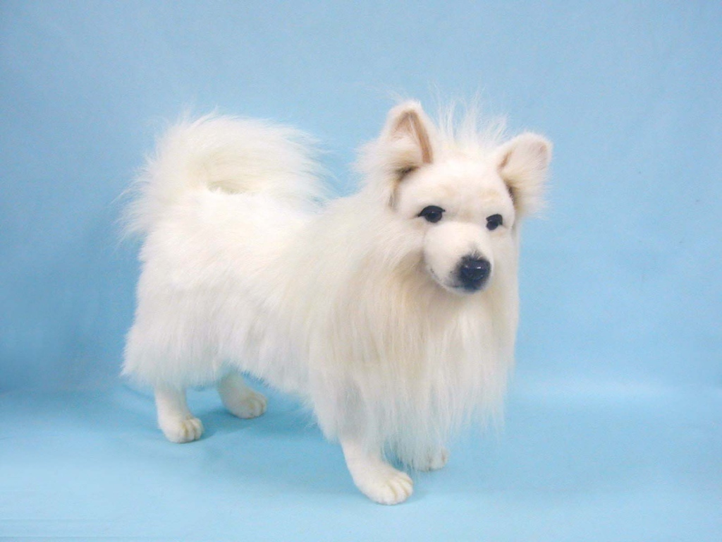 Белый шпиц на голубом фоне